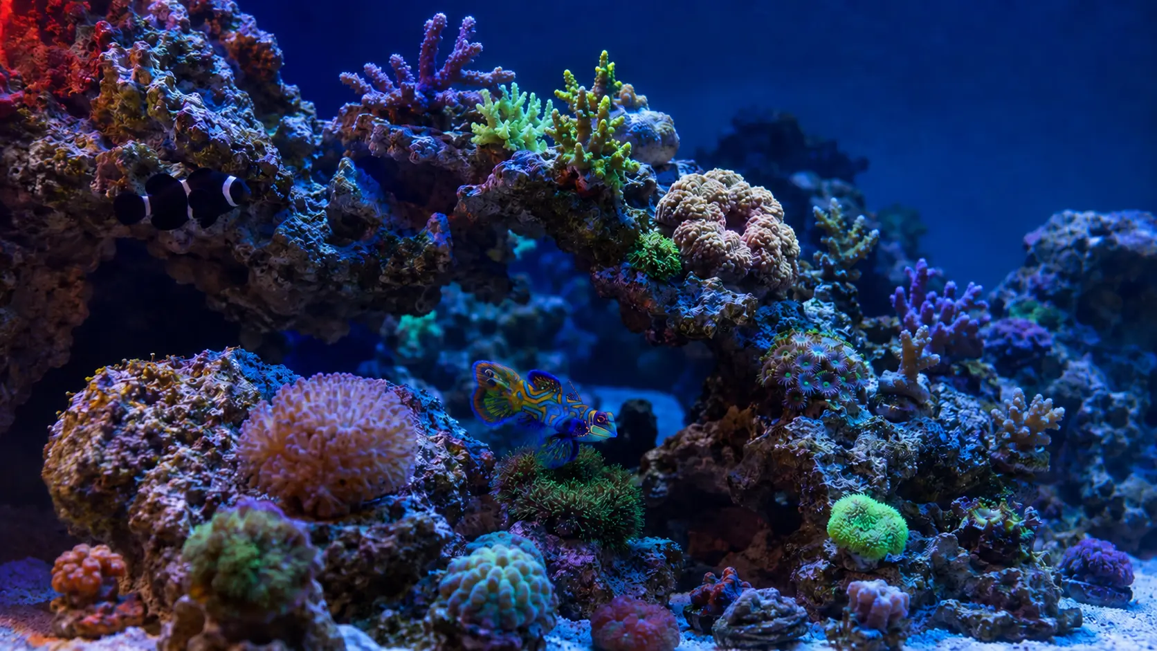 Farbenreiche Korallenlandschaft in einem Meerwasseraquarium